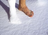 62_snowprintz.jpg